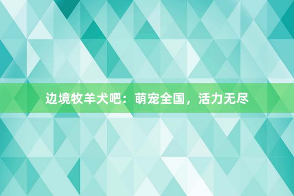 边境牧羊犬吧：萌宠全国，活力无尽